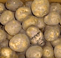 a0103230_2227099.gif