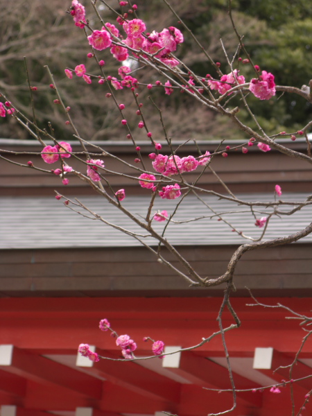 鎌倉鶴岡八幡宮牡丹苑　　2008-1-31_c0153534_23205045.jpg