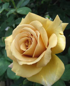 e0110940_22372289.jpg
