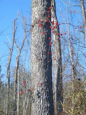 Lee State Natural Area_e0122968_10575071.jpg