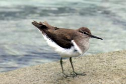謎の(見たことの無い)鳥発見。_b0084378_10362851.jpg