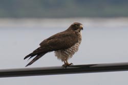 謎の(見たことの無い)鳥発見。_b0084378_10364571.jpg
