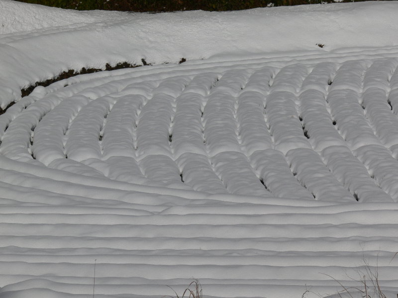 雪の棚田　：　滋賀からの便り_c0144185_14505284.jpg