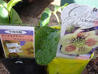 f0054421_12431524.jpg
