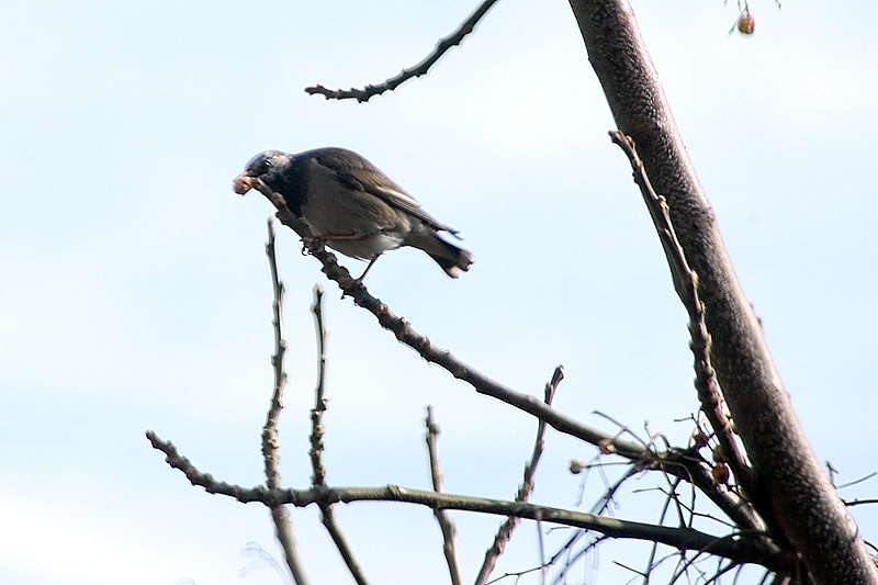 地上に降りて来た椋鳥_d0018223_7511913.jpg