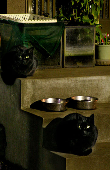 暗がりに　黒猫　2008/01/31-ｔｈｕ_f0031535_17535476.jpg