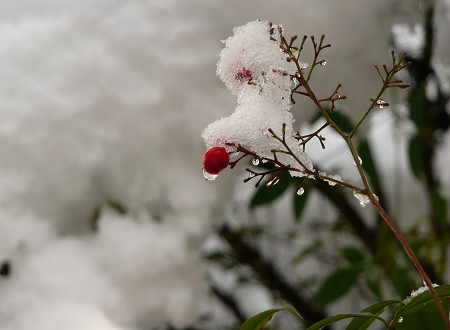 京の雪景色めぐり vol.3 宝泉院_c0057946_1943522.jpg