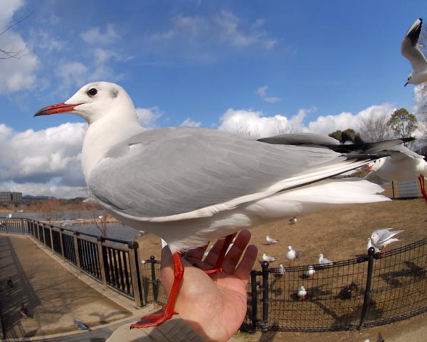 昆陽池　ユリカモメ_e0035757_23454890.jpg