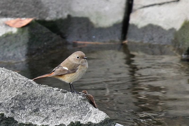 ジョウビタキ♀カワちゃんとツーショット_b0024798_646307.jpg