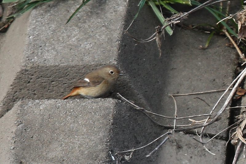 ジョウビタキ♀カワちゃんとツーショット_b0024798_6473332.jpg