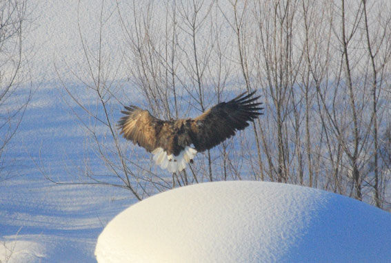 ２月の野鳥：２月１日“オジロワシが・・・”_d0069235_112353.jpg