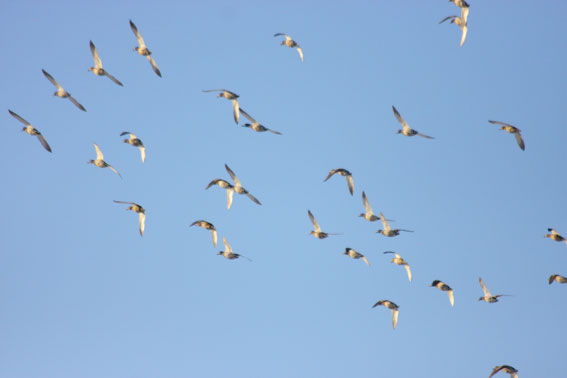 ２月の野鳥：２月１日“オジロワシが・・・”_d0069235_118545.jpg