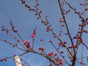 c0119142_7582767.jpg
