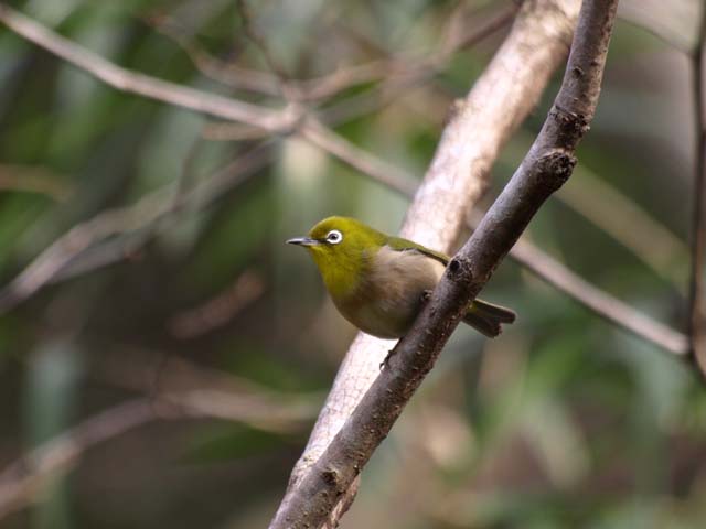 ２００８年２月２日　高崎観音山で野鳥撮影_b0107948_19425886.jpg