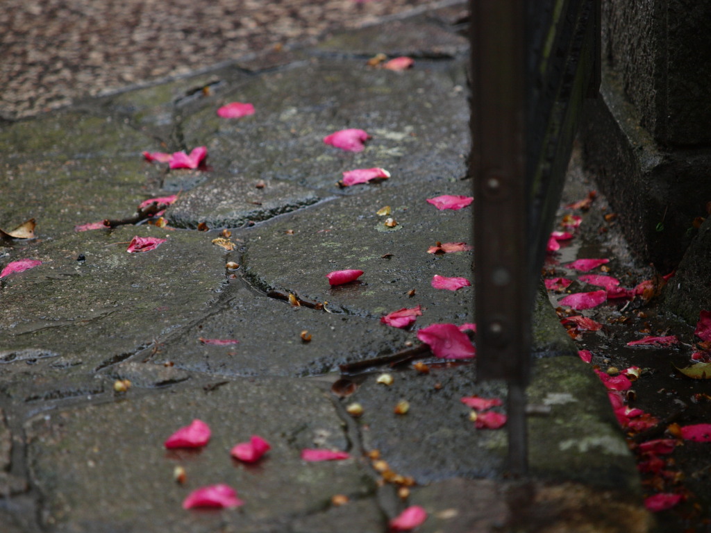 雨の週末_f0143954_174357.jpg