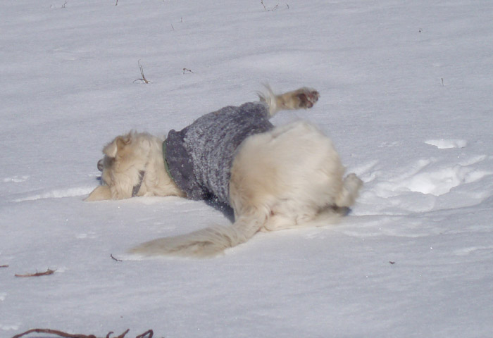 初雪遊び♪〜_c0110361_13463691.jpg