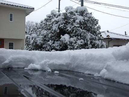 ２月１日雪のち晴れ_f0103062_3591250.jpg