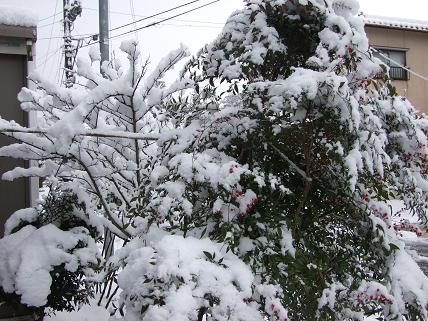 ２月１日雪のち晴れ_f0103062_40967.jpg