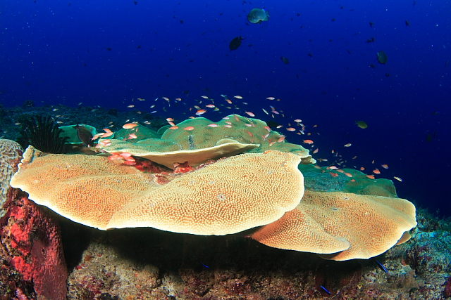 ぺリリュー島　４日目４本目ぺリリューカット～ぺリリューコーナー_d0145066_21565920.jpg