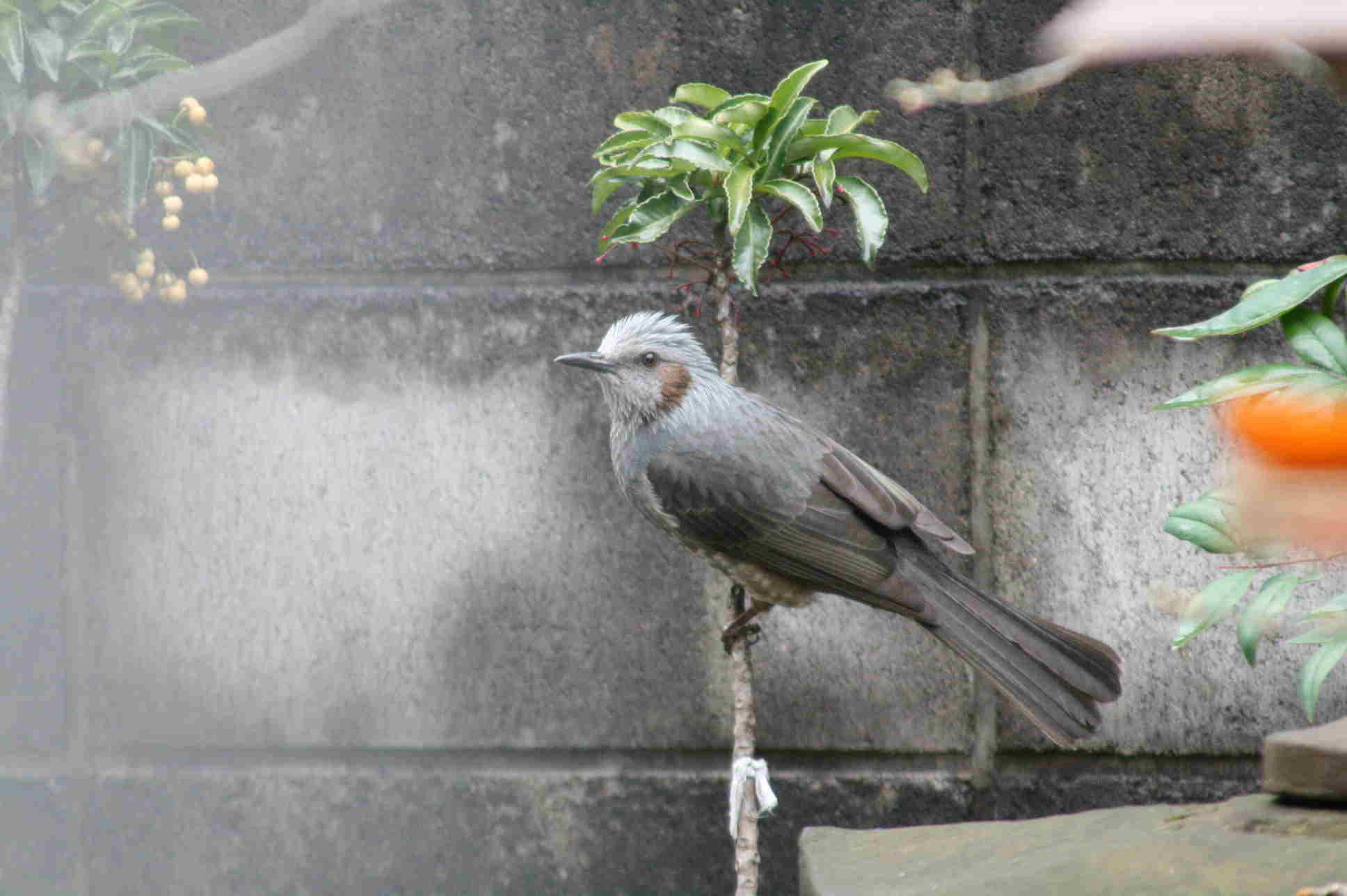 メジロの餌台改良 ままりんの一人遊び