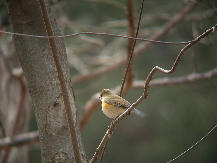 青い鳥に出会えた一日_e0015377_20245473.jpg