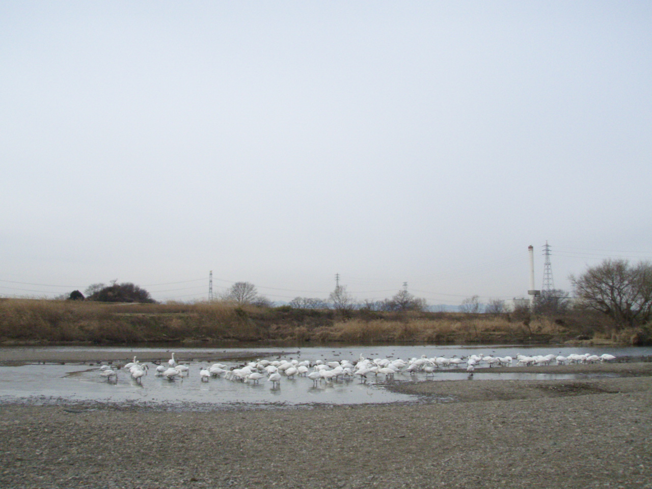 川島の白鳥と呉汁、大滝の氷柱と温泉_c0131981_23184046.jpg