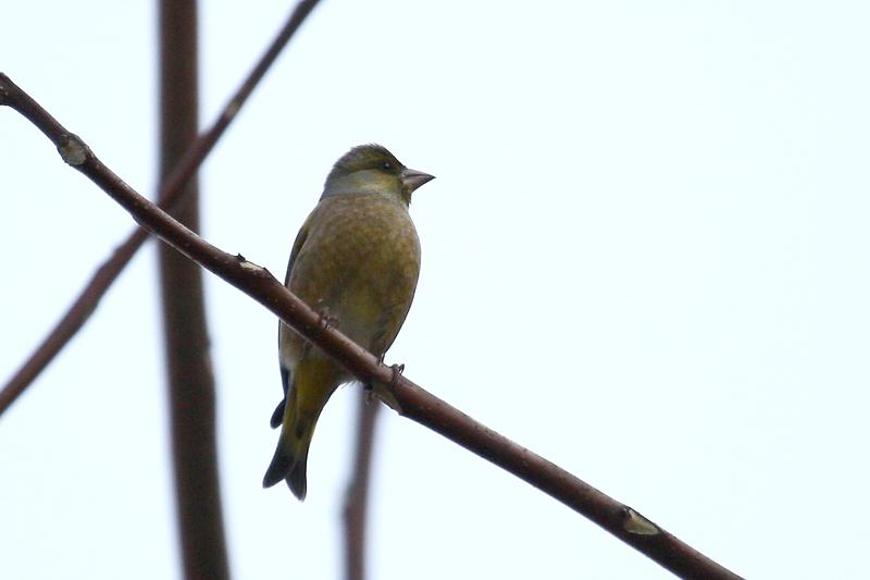 カワラヒワ_b0024798_6505985.jpg