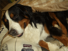 c0143711_16152633.gif