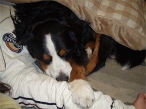 c0143711_16153418.gif