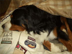 c0143711_16184048.gif