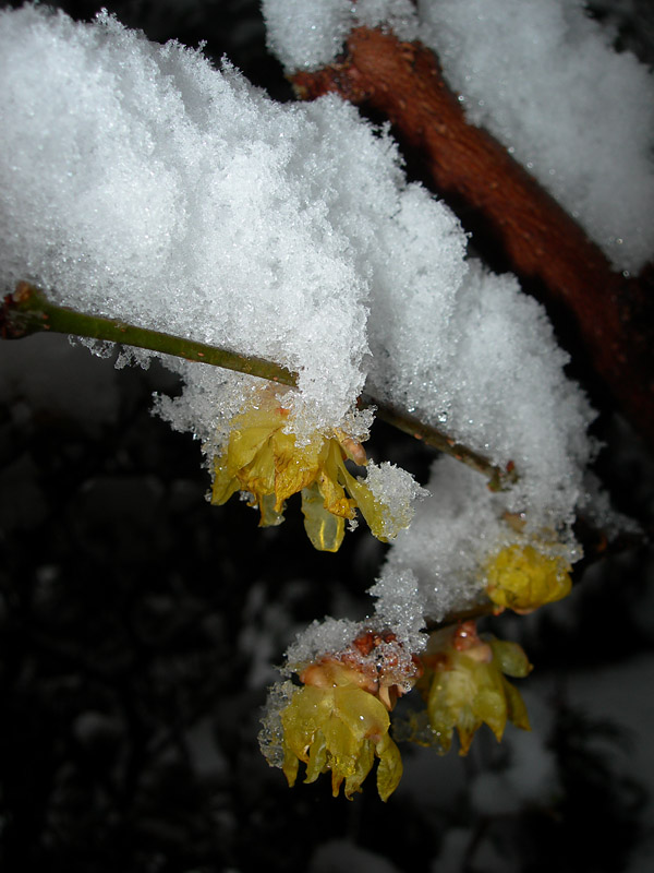 f0003418_8234615.jpg