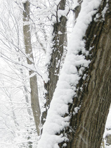 雪っすよ...雪！（雪の里山散歩）_e0123825_1457481.jpg