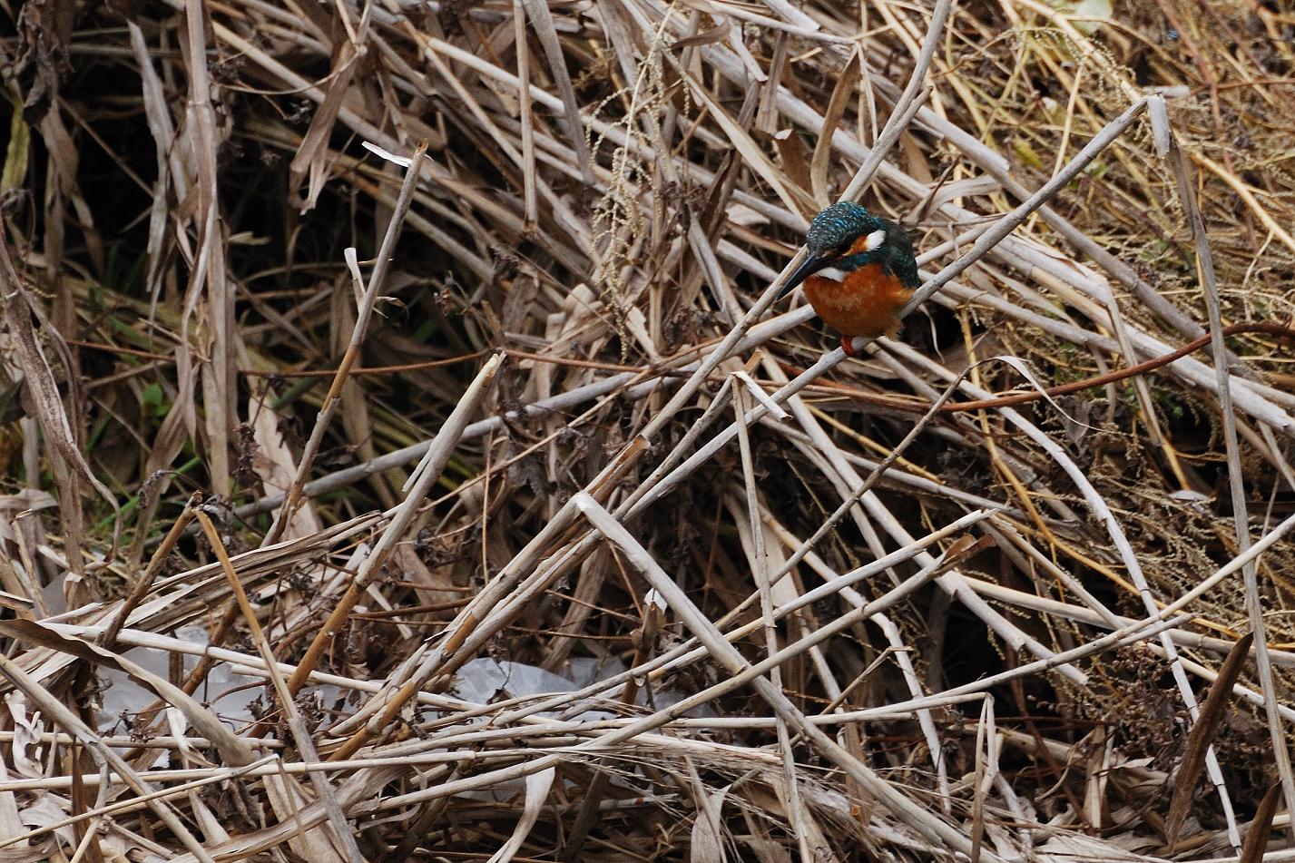 ●●● 【 ダブルでゲット！「鳥も私も」_c0152332_2203161.jpg