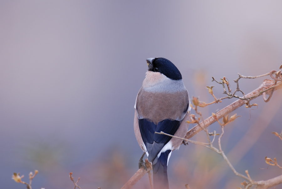 ウソ 鳥 撮り トリミング