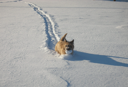 c0147548_21204458.gif
