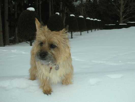 c0147548_21352829.gif