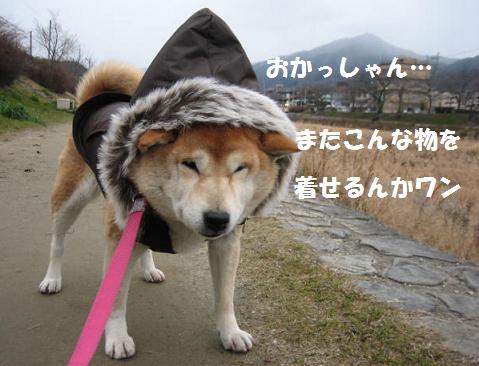 またまたお寒うございます。_c0049950_9335883.jpg