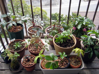 c0147952_11583622.jpg
