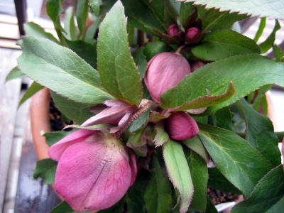 c0147952_1159486.jpg