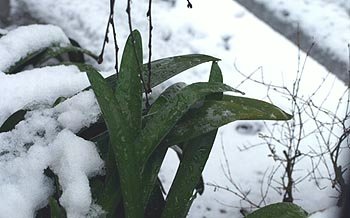 ☆けんちん汁と雪の節分☆_c0092953_2362829.jpg