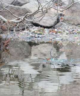 f0055257_10593531.gif