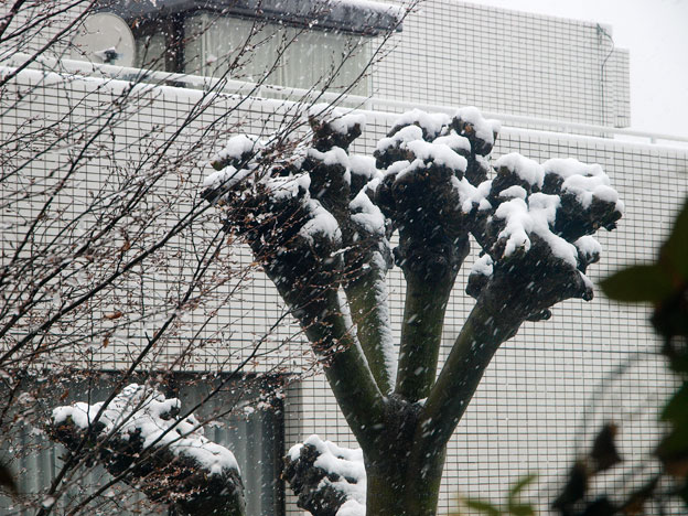 雪愛でて　鬼は外そと　福は内_a0031363_23522270.jpg