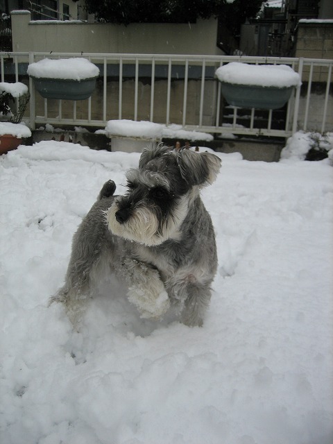 初積雪の節分♪_a0104569_19391414.jpg