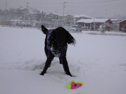 待望の雪！_a0061977_9473781.jpg