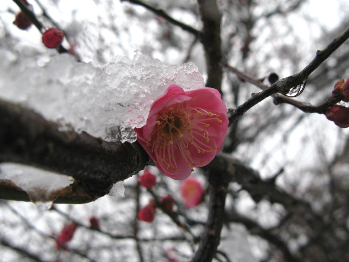 雪がふる_a0085679_15262325.jpg