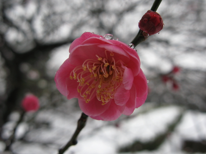 雪がふる_a0085679_153231100.jpg