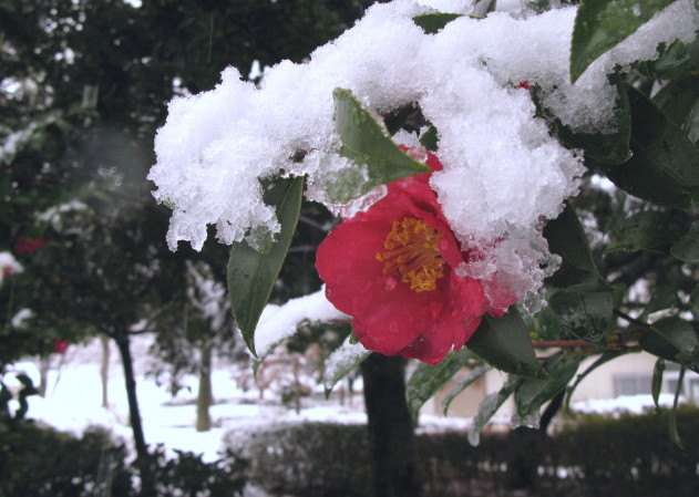 雪がふる_a0085679_1601736.jpg