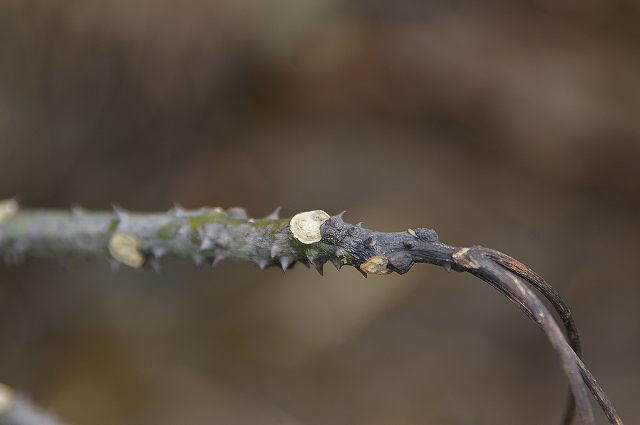 e0070891_18434358.jpg
