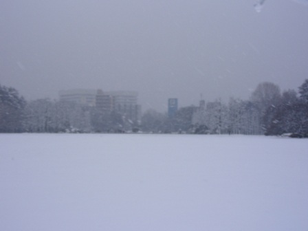 東京大雪　新宿御苑を撮影しました！_b0017892_20414171.jpg