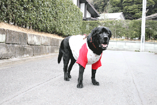 c0149893_23325573.gif